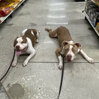 Central Florida K-9 - Pet Sitting Near Me - Eustis, Florida Central Florida K-9 - Pet Sitting Near Me - Eustis, Florida