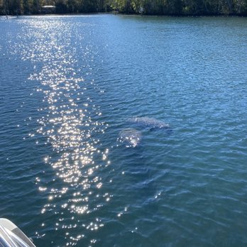 Blue Heaven River Tours - Manatees - Boat Tours Near Me - Homosassa, Florida Blue Heaven River Tours - Manatees - Boat Tours Near Me - Homosassa, Florida