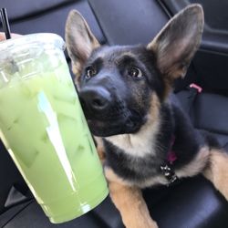 Dagny's Coffee Company