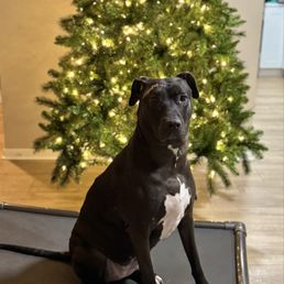 Roxie, in front of a Christmas tree since she was gone during Christmas
