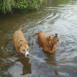 Coconut Grove Dog Walker - Having fun at the pond.