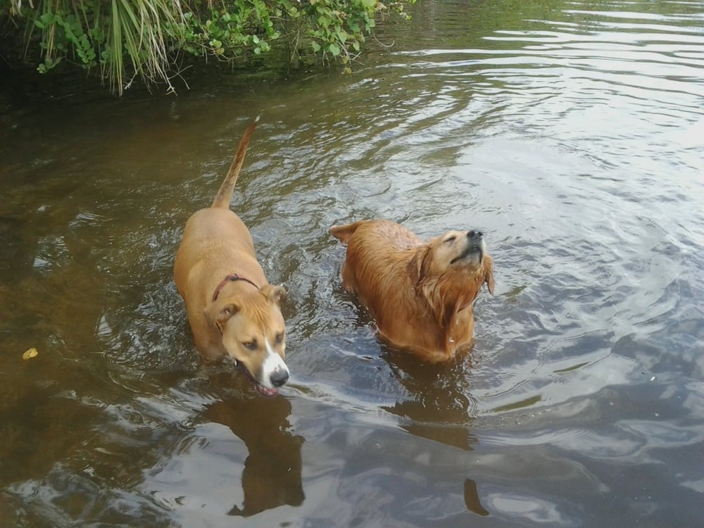 Coconut Grove Dog Walker Image