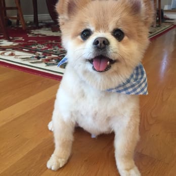 Splash Doggie - Pet Groomers Near Me - Burbank, California Splash Doggie - Pet Groomers Near Me - Burbank, California