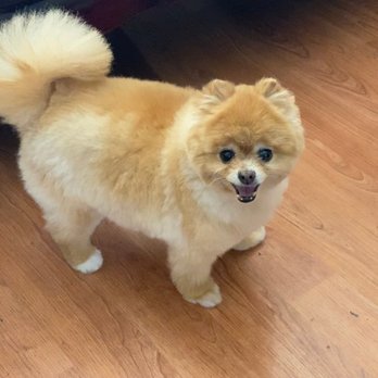 Ipet Grooming & Boarding - Pet Groomers Near Me - Dublin, California