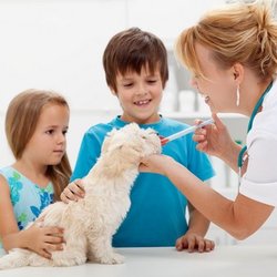 Willow Grace Veterinary Hospital