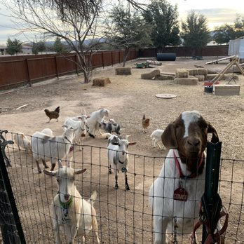Resale Ranch - Animal Exhibit - Estate Liquidation Near Me Resale Ranch - Animal Exhibit - Estate Liquidation Near Me