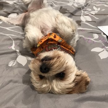 The Bark & Collar - Pet Groomers Near Me - Poway, California