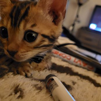 Pooey Hooey - Kitten drop in care includes feeding, watering, litter box scooping, and play time! - Dog Walkers Near Me