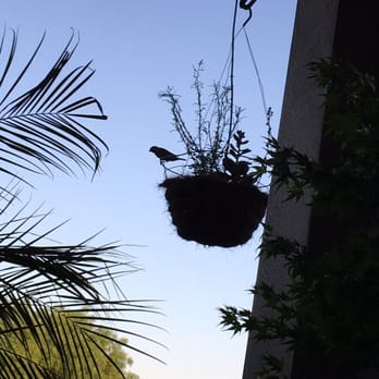 Big Kahuna Yogurt - Sit outside, you might be lucky and see these birdies - Ice Cream & Frozen Yogurt Near Me - Tulare, California Big Kahuna Yogurt - Sit outside, you might be lucky and see these birdies - Ice Cream & Frozen Yogurt Near Me - Tulare, California