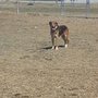 Photo of Robin's Garden & Dog Park