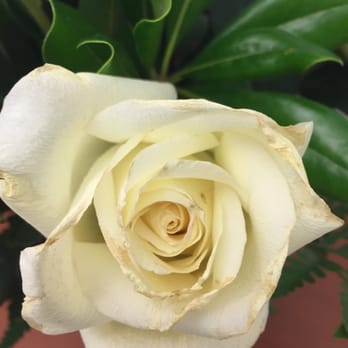 Flowers By Marianne - day of delivery - Florists Near Me - Seabrook, New Hampshire