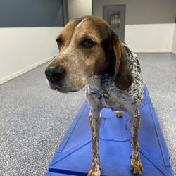 Wags and Whiskers of the Wireg - Wags pack member