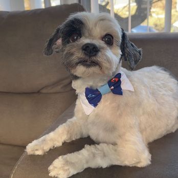 Martin Mobile Pet Grooming - Pet Groomers Near Me Martin Mobile Pet Grooming - Pet Groomers Near Me