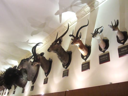 Wollaton Hall by null