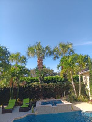 Palm Tree Projects - Palm Tree Projects Palm Tree Projects - Palm Tree Projects