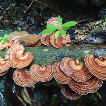 Pu'u Pia Trail - Natures beauty - Hiking Near Me - Honolulu, Hawaii