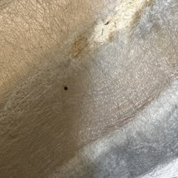 Capri Motel - Guess what more bedbugs