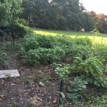 MinGa - They even grow their own veggies (sesame leafs, zucchini, tomatoes) - Korean Near Me - Chapel Hill, North Carolina