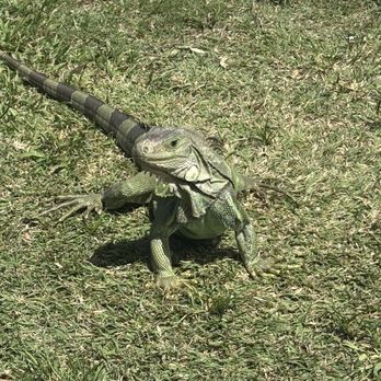 Rainforest Zipline Park - We made a friend! - Tours Near Me - Rio Grande, Puerto Rico