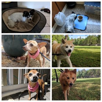 BORK!  Pack Dog Walking - Six of my little darlings lovingly cared for by Dumont - Dog Walkers Near Me