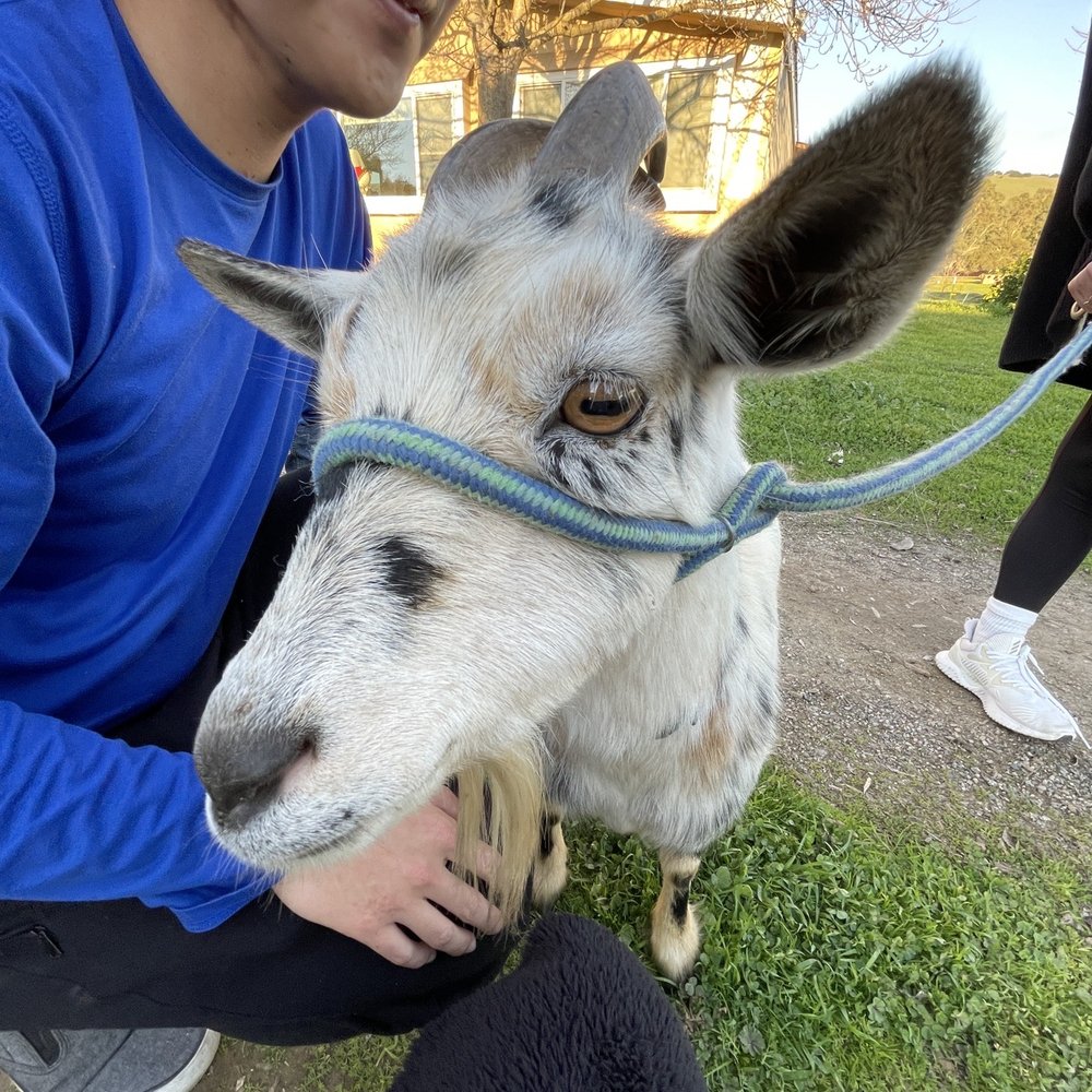 Back-to-Eden Ranch - Goat - Attraction Farms Near Me - Gilroy, California