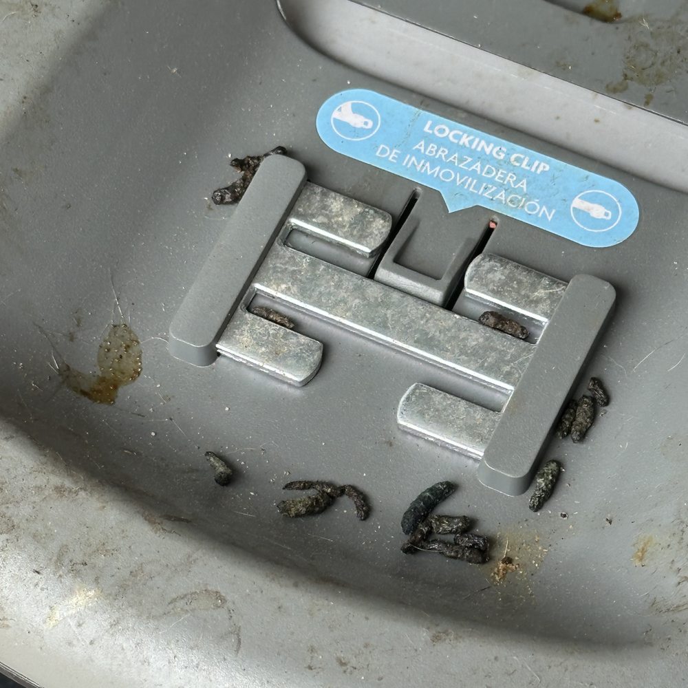 That's not mouse droppings. That's not mouse droppings.