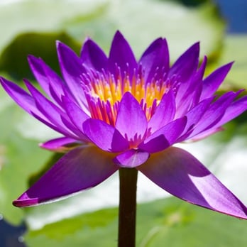 Prosperity Health - Acupuncture Near Me - Gilbert, Arizona Prosperity Health - Acupuncture Near Me - Gilbert, Arizona