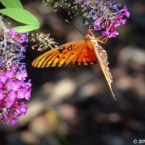 Georgia State Capitol on Yelp