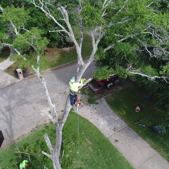 Meadows Tree Service - Tree Removal in Nottingham - Tree Services Near Me - Katy, Texas