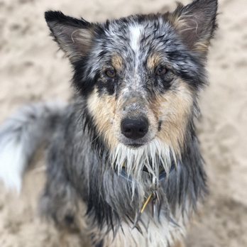 Montrose Dog Beach - Dog Parks Near Me - Chicago, Illinois