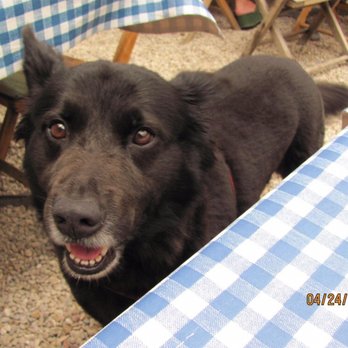 2222 Veterinary Clinic - Kodiak, in Fredricksburg, Tx - Veterinarians Near Me - Austin, Texas