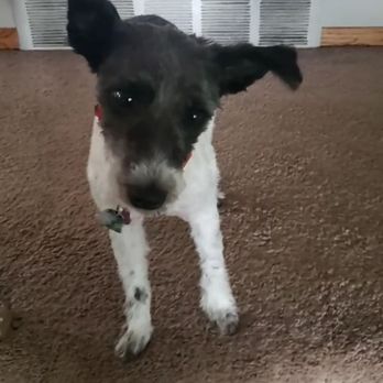 Just Paws Pet Salon - What she looked like when I picked her up - Pet Groomers Near Me - West St. Paul, Minnesota