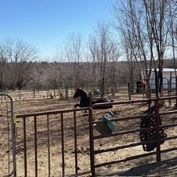 Kill Creek Arena & Stable - Tando getting up from a nap.