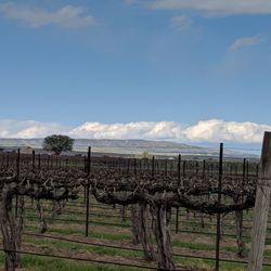 Barrel Springs Winery