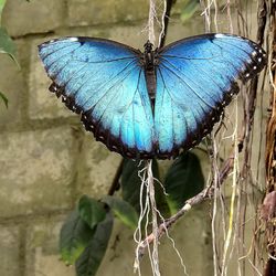 Alaris Schmetterlingspark