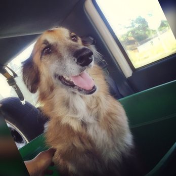 FOND MEMORIES PET CREMATION SERVICES - My sweet beloved. - Pet Cremation Services Near Me - Houston, Texas FOND MEMORIES PET CREMATION SERVICES - My sweet beloved. - Pet Cremation Services Near Me - Houston, Texas