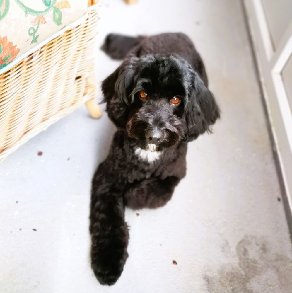 HOLLINGBURY DOG HOUSE Request an Appointment 118 Cuckmere Way, Brighton, United Kingdom