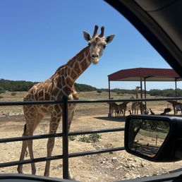 Giraffe Giraffe