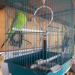 Lugo Flat Fixed - Meet our bird, that the cats protect.