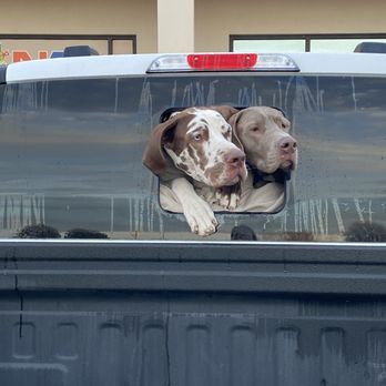 Pawsitive Vibes Pet Resort - Waiting patiently for the unload - Pet Groomers Near Me - Edinburg, Texas Pawsitive Vibes Pet Resort - Waiting patiently for the unload - Pet Groomers Near Me - Edinburg, Texas