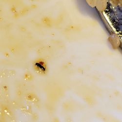Mala Sichuan Bistro - Insect in food