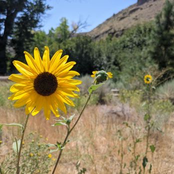 Steamboat Ditch Trail - Sunflo' - Hiking Near Me - Reno, Nevada Steamboat Ditch Trail - Sunflo' - Hiking Near Me - Reno, Nevada