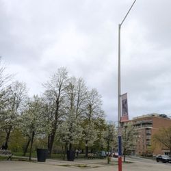 Christie Pits Park - Trees at the corner