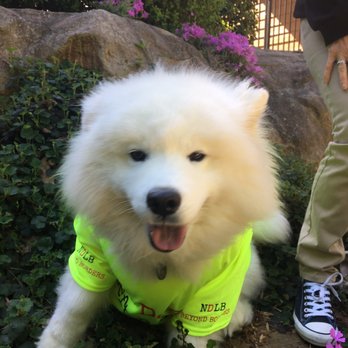 No Dogs Left Behind - Animal Shelters Near Me No Dogs Left Behind - Animal Shelters Near Me