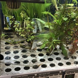 Clear plant box sunk in the bottom? Clear plant box sunk in the bottom?