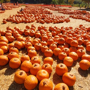Bates Nut Farm - Army of pumpkins... - Specialty Food Near Me - Valley Center, California Bates Nut Farm - Army of pumpkins... - Specialty Food Near Me - Valley Center, California