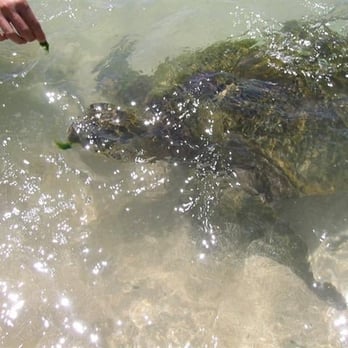 Laniakea Beach - Mr. Slowsky being fed limu - Beaches Near Me - Haleiwa, Hawaii Laniakea Beach - Mr. Slowsky being fed limu - Beaches Near Me - Haleiwa, Hawaii