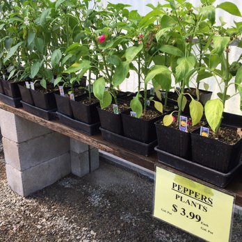 Edgewood Nursery & Garden - Nurseries & Gardening Near Me - Edgewood, Washington