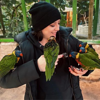 Bird Kingdom by null