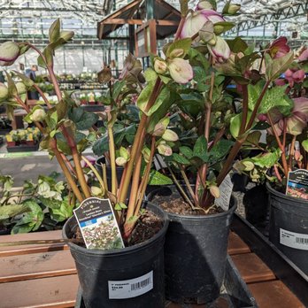 Sky Nursery - Nurseries & Gardening Near Me - Shoreline, Washington Sky Nursery - Nurseries & Gardening Near Me - Shoreline, Washington